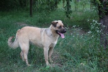 LUNA, Hund, Mischlingshund in Rumänien - Bild 6