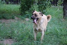 LUNA, Hund, Mischlingshund in Rumänien - Bild 7