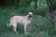LUNA, Hund, Mischlingshund in Rumänien - Bild 8