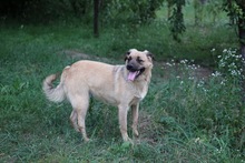 LUNA, Hund, Mischlingshund in Rumänien - Bild 9
