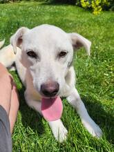 ALBA, Hund, Mischlingshund in Wachtberg - Bild 1