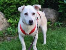 ALBA, Hund, Mischlingshund in Wachtberg - Bild 2