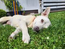 ALBA, Hund, Mischlingshund in Wachtberg - Bild 3