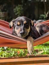 MAIRA, Hund, Mischlingshund in Dortmund - Bild 1