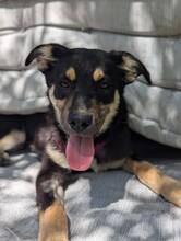 MAIRA, Hund, Mischlingshund in Dortmund - Bild 2