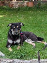 MAIRA, Hund, Mischlingshund in Dortmund - Bild 3