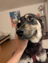 MAIRA, Hund, Mischlingshund in Dortmund - Bild 4