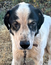 NONNO, Hund, Mischlingshund in Italien - Bild 1