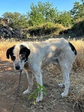 NONNO, Hund, Mischlingshund in Italien - Bild 10