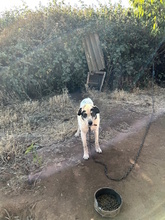 NONNO, Hund, Mischlingshund in Italien - Bild 11