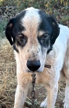 NONNO, Hund, Mischlingshund in Italien - Bild 12