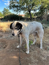 NONNO, Hund, Mischlingshund in Italien - Bild 2