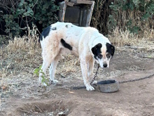 NONNO, Hund, Mischlingshund in Italien - Bild 3