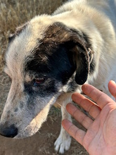 NONNO, Hund, Mischlingshund in Italien - Bild 4