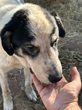 NONNO, Hund, Mischlingshund in Italien - Bild 5