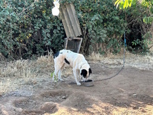 NONNO, Hund, Mischlingshund in Italien - Bild 6