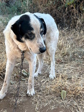 NONNO, Hund, Mischlingshund in Italien - Bild 7