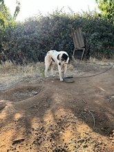 NONNO, Hund, Mischlingshund in Italien - Bild 8