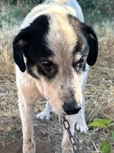 NONNO, Hund, Mischlingshund in Italien - Bild 9