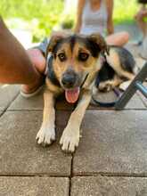 NEPOMUK, Hund, Mischlingshund in Deining - Bild 1