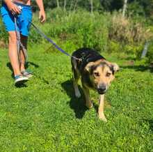 NEPOMUK, Hund, Mischlingshund in Deining - Bild 2