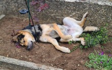 NEPOMUK, Hund, Mischlingshund in Deining - Bild 3