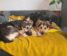 NEPOMUK, Hund, Mischlingshund in Deining - Bild 4