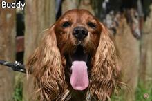 BUDDY, Hund, Cocker Spaniel in Donzdorf - Bild 1