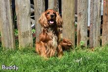 BUDDY, Hund, Cocker Spaniel in Donzdorf - Bild 2