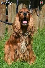 BUDDY, Hund, Cocker Spaniel in Donzdorf - Bild 3