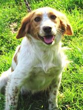 LAURA, Hund, Mischlingshund in Rumänien - Bild 2