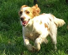 LAURA, Hund, Mischlingshund in Rumänien - Bild 3