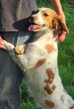 LAURA, Hund, Mischlingshund in Rumänien - Bild 4