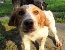 LAURA, Hund, Mischlingshund in Rumänien - Bild 5