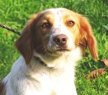 LAURA, Hund, Mischlingshund in Rumänien - Bild 6