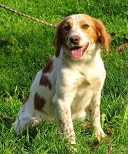 LAURA, Hund, Mischlingshund in Rumänien - Bild 7