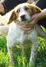 LAURA, Hund, Mischlingshund in Rumänien - Bild 8