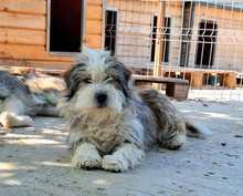 LEON, Hund, Mischlingshund in Rumänien - Bild 1