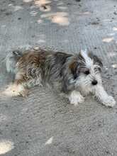 LEON, Hund, Mischlingshund in Rumänien - Bild 2