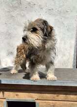 LEON, Hund, Mischlingshund in Rumänien - Bild 3