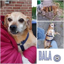 BALA, Hund, Mischlingshund in Ahlen
