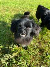 GUSTL, Hund, Mischlingshund in Meschede - Bild 1
