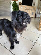 GUSTL, Hund, Mischlingshund in Meschede - Bild 2