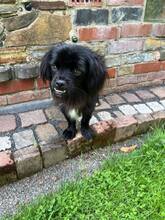 GUSTL, Hund, Mischlingshund in Meschede - Bild 3