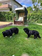 GUSTL, Hund, Mischlingshund in Meschede - Bild 4