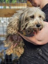 TIKKA, Hund, Mischlingshund in Rumänien - Bild 2