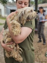 TIKKA, Hund, Mischlingshund in Rumänien - Bild 5