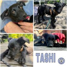 TASHI, Hund, Mischlingshund in Strande