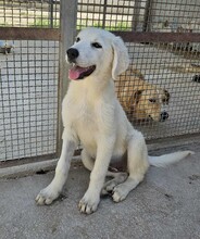 FIONA, Hund, Mischlingshund in Italien - Bild 10