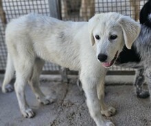 FIONA, Hund, Mischlingshund in Italien - Bild 11